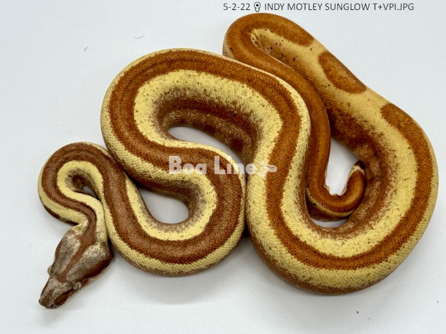 INDY MOTLEY SUNGLOW T+VPI